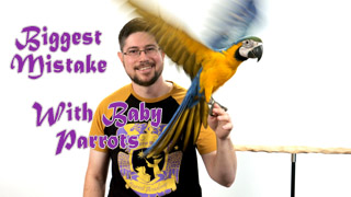 Biggest Mistake You Can Make With Baby Parrots!