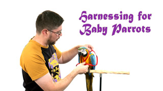Teaching Baby Parrot to Wear a Harness