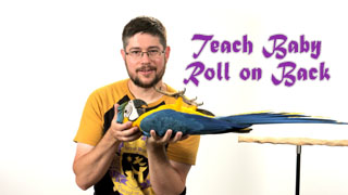 Teach Baby Parrot Roll on Back