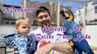5 Reasons Parrots Are Better Than Kids
