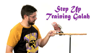 Step Up Training a Rose Breasted Cockatoo