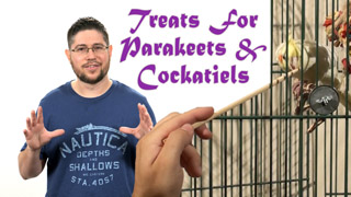 Best Treats for Training Cockatiels and Parakeets