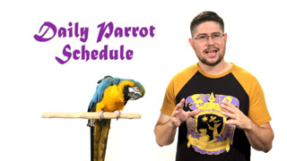 Daily Parrot Schedule