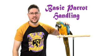 Basic Parrot Handling