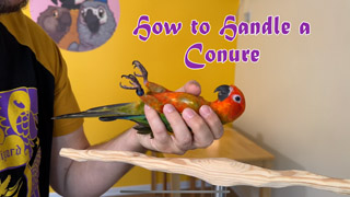 How to Train Sun Conure to be Handled