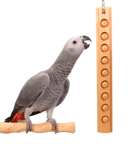Congo African Grey Parrot with Parrot Bites Berries Medium Parrot Toy