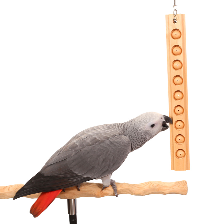 Congo African Grey Parrot playing with Parrot Bites Berries Medium Parrot Toy