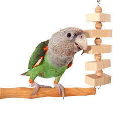 Cape Parrot with Parrot Bites Blocks Medium Parrot Toy