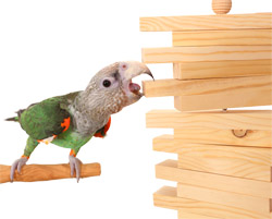 Cape Parrot playing with Parrot Bites Slats Medium Parrot Toy