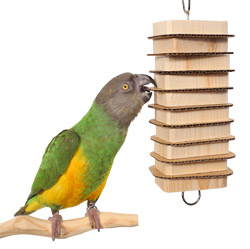 Senegal Parrot playing with Parrot Bites Stack Small Parrot Toy