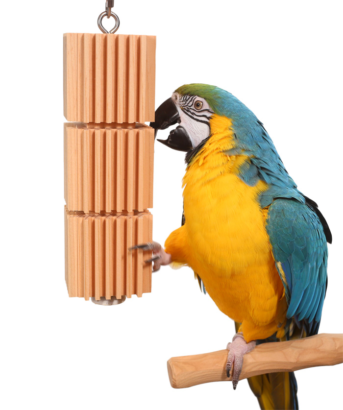 Blue and Gold Macaw Playing with Large Parrot Tower Toy