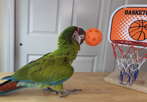 Teaching a Macaw to play basketball