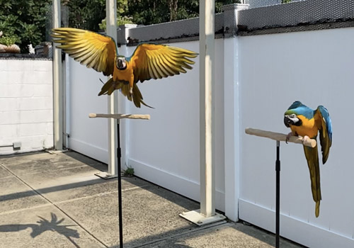 Flight training Blue and Gold Macaws