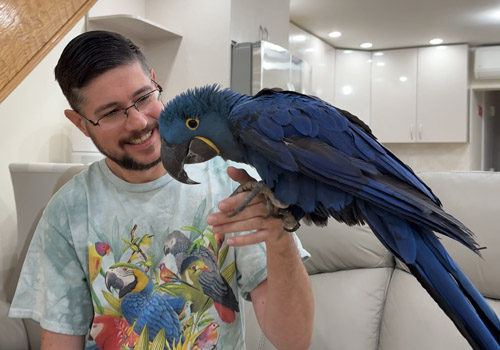 Parrot Wizard Training a Hyacinth Macaw