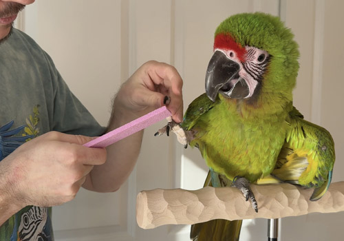 Training a Great Green Macaw for Voluntary Nail Trimming