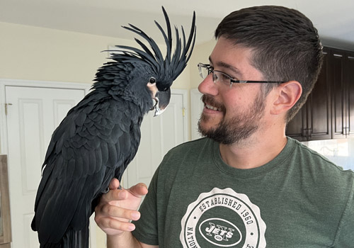 Training a Palm Cockatoo