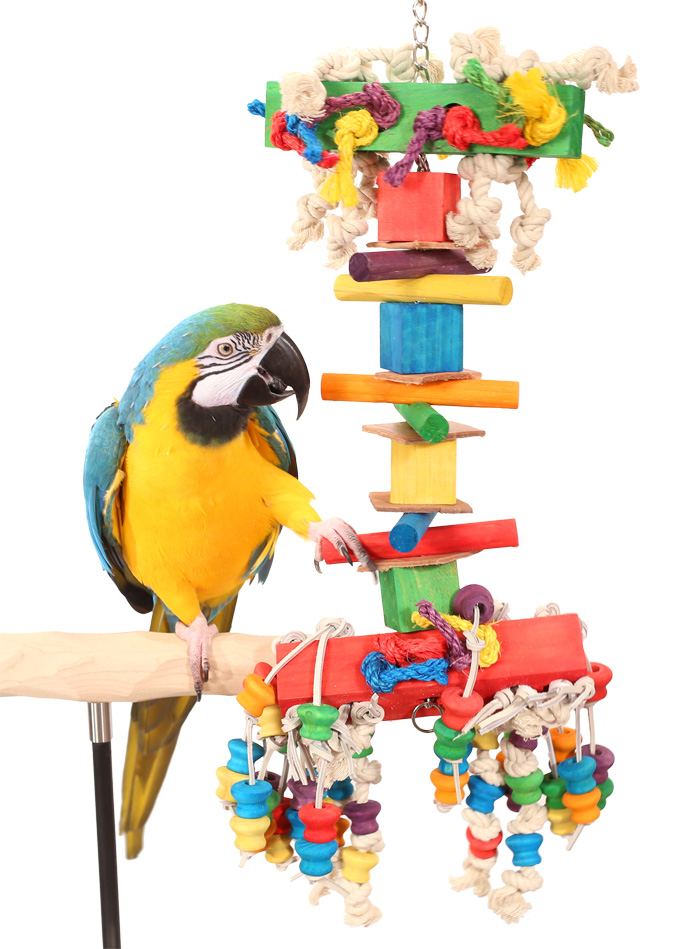 Blue and Gold Macaw playing with Party Time Large Parrot Toy