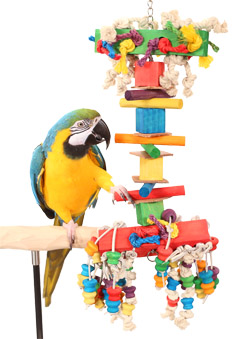 Blue and Gold Macaw playing with Party Time Large Parrot Toy