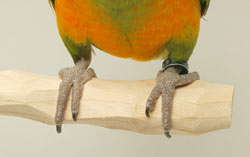 Senegal Parrot on NU Perch