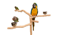 Parrots on Perfect Tree