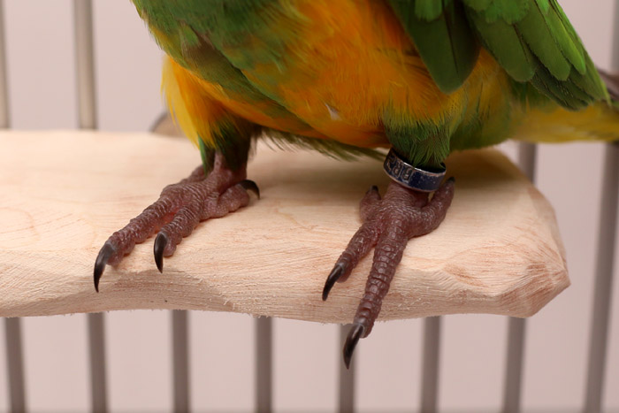 Close up of parrot feet on Hardwood Platform NU Perch