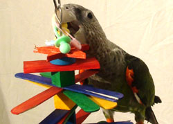 Parrot Playing with Popsicle Paradise Toy