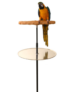 Macaw best sale perch stand