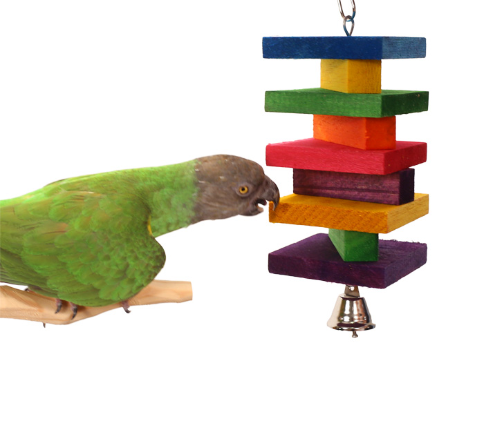 Senegal Parrot playing with Rainbow Balsa Small Parrot Toy