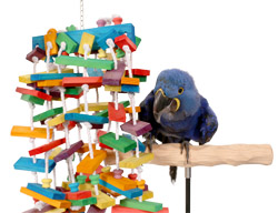 Hyacinth Macaw playing with Rainbow Parade Large Parrot Toy
