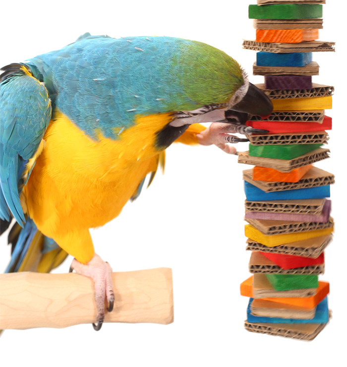Blue and Gold Macaw playing with Rainbow Shredder Large Parrot Toy