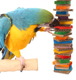 Blue and Gold Macaw playing with Rainbow Shredder Large Parrot Toy