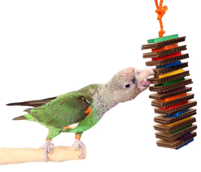 Cape Parrot playing with Rainbow Shredder Medium Parrot Toy