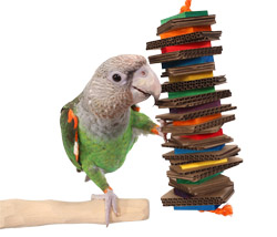 Cape Parrot with Rainbow Shredder Medium Parrot Toy