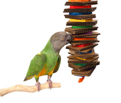 Senegal Parrot playing with Rainbow Shredder Medium Parrot Toy