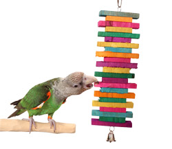 Cape Parrot with Rainbow Spiral Medium Parrot Toy