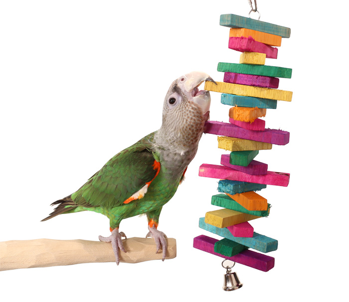 Cape Parrot playing with Rainbow Spiral Toy