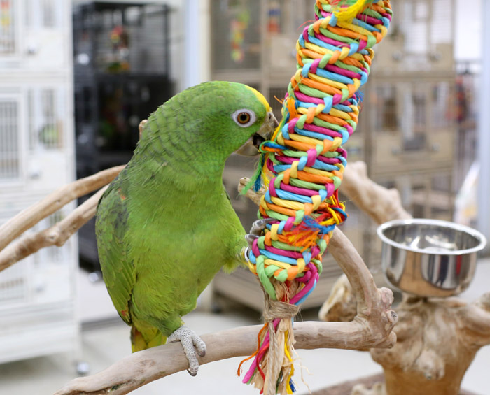 Amazon Parrot playing with Rainbow Weave Shreddable parrot toy