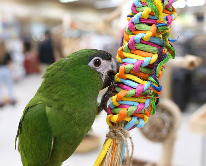 Hahns Macaw playing with Rainbow Weave Shreddable parrot toy