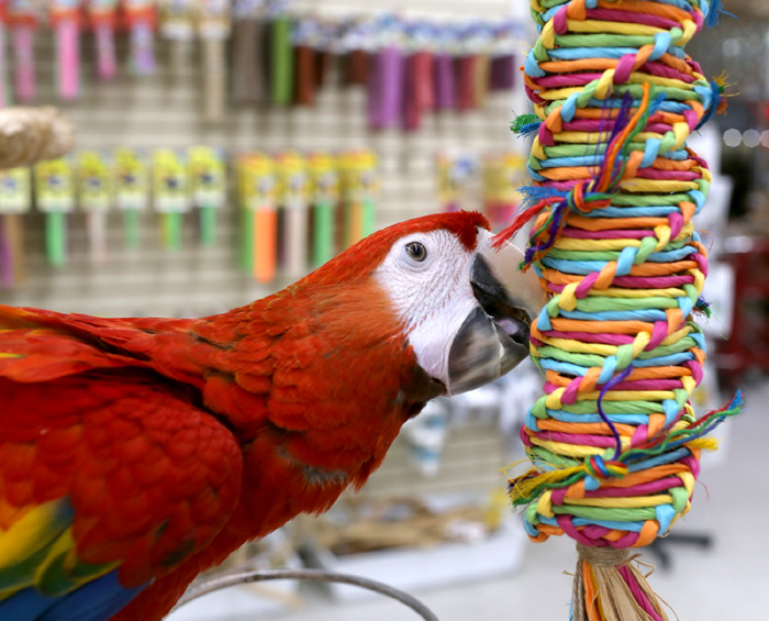 Scarlet Macaw playing with Rainbow Weave Shreddable parrot toy