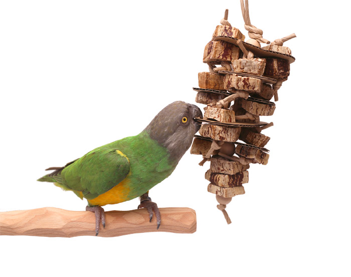 Senegal best sale parrot toys