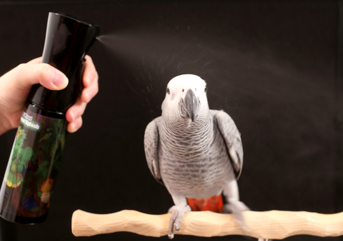 Congo African Grey Parrot showering from Rainforest Splash Bird Shower Spray Mist Bottle