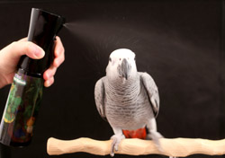 Congo African Grey Parrot showering from Rainforest Splash Bird Shower Spray Mist Bottle