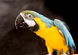 Blue and Gold Macaw showering from Rainforest Splash Bird Shower Spray Mist Bottle