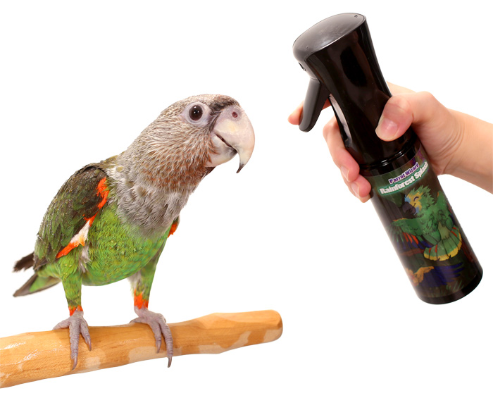Cape Parrot enjoying shower from Rainforest Splash Spray Mist Bottle