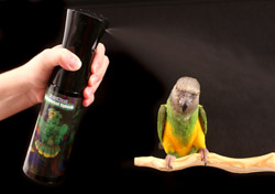 Senegal Parrot showering from Rainforest Splash Bird Shower Spray Mist Bottle