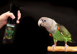 Cape Parrot showering from Rainforest Splash Bird Shower Spray Mist Bottle