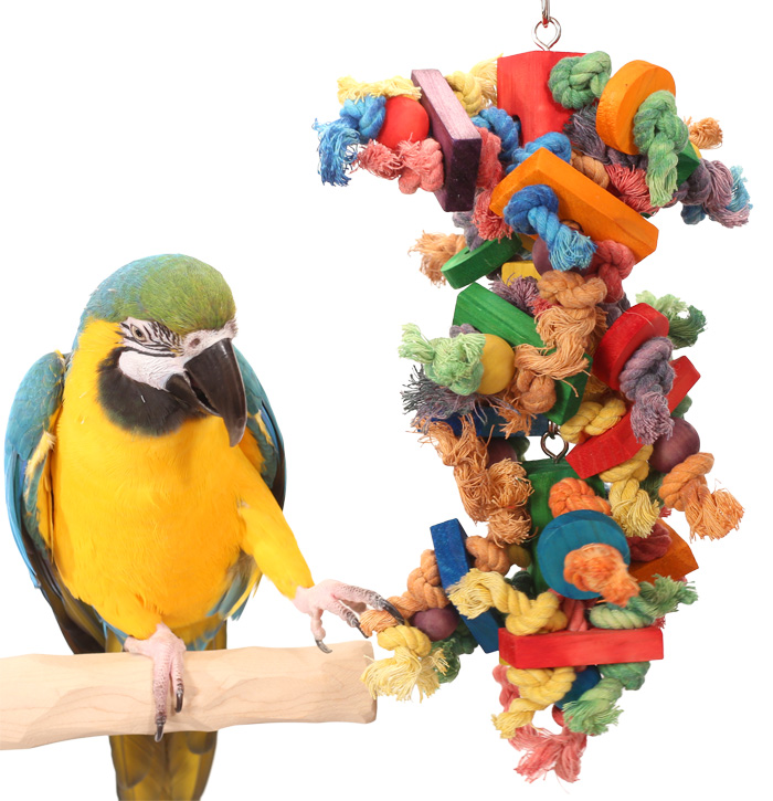 Blue and Gold Macaw playing with Rope Galore Medium Parrot Toy