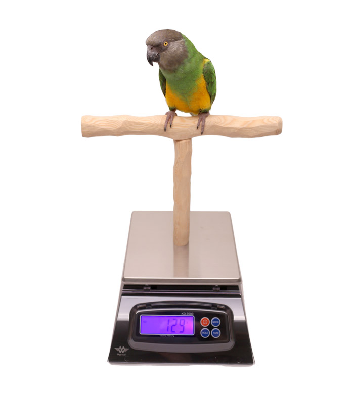 NU Perch Parrot Training Scale with Small Perch for Small Parrots and Parakeets