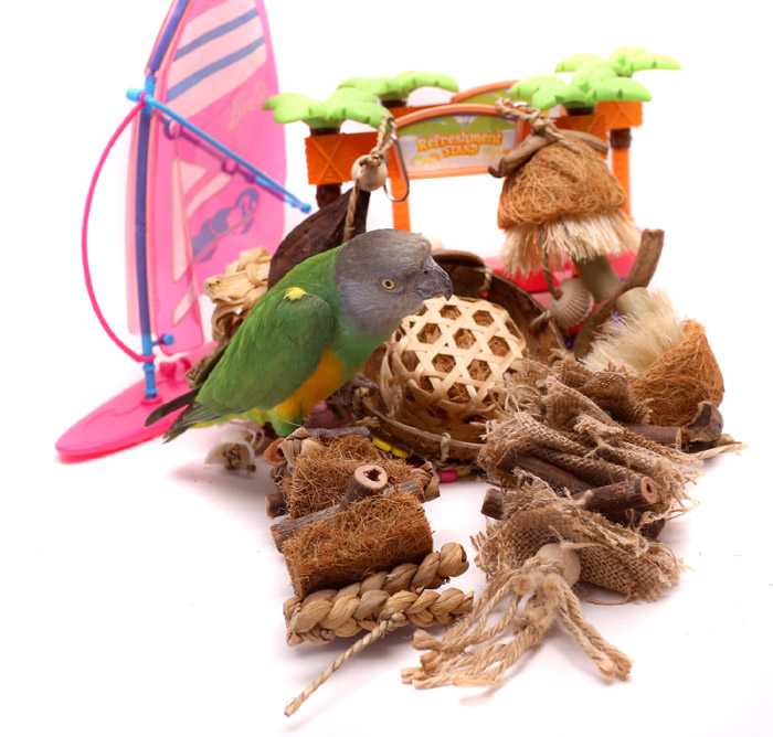 Seaside Sampler - 5 Small Parrot/Parakeet Toys with Senegal Parrot