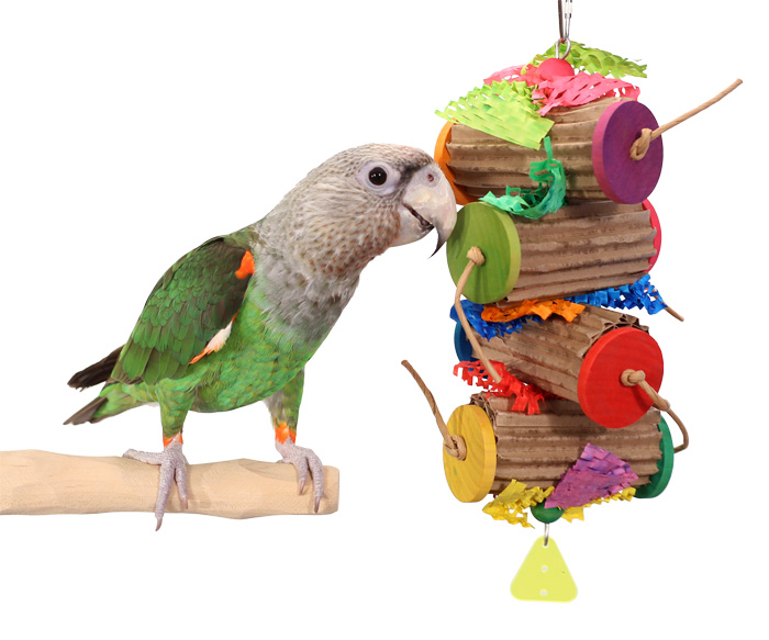 Cape Parrot playing with Shreddy Rolls Medium Parrot Toy